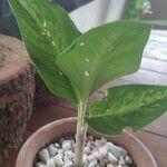 Dieffenbachia oerstedii Liść