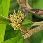 Cotoneaster × watereri Blüte