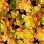 Sedum kimnachii Blatt