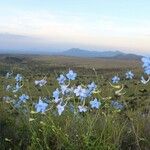 Delphinium leroyi Hábito