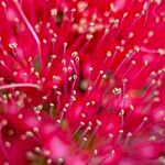 Melaleuca rugulosa Other