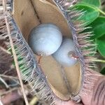 Guilandina bonduc Fruit