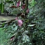 Miconia calvescens Leaf