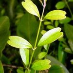 Jasminum noumeense ᱛᱟᱦᱮᱸ