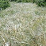 Stipa pennata Φύλλο