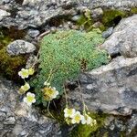 Saxifraga squarrosa Floare