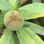 Euphorbia balsamifera Fruit