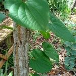 Dioscorea bulbifera Habitus