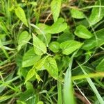Cynanchum insipidum Blatt
