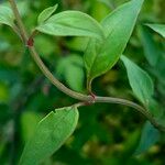 Jasminum beesianum Bark