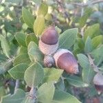 Quercus ilex Fruit