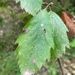 Karpatiosorbus remensis Blatt