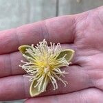 Clematis lasiantha फल