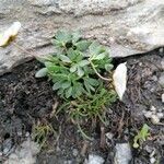 Ranunculus glacialis Leaf