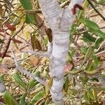 Xylococcus bicolor Kabuk