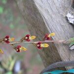 Bulbophyllum falcatum Blomma