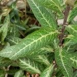 Lysimachia minoricensis Hoja