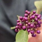 Callicarpa bodinieriLapas