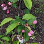 Malus halliana 叶