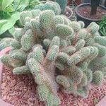 Cleistocactus winteri Blad