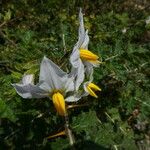 Solanum sisymbriifolium 花