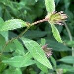 Ceratostigma willmottianum Blatt