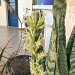 Sansevieria hyacinthoides花