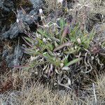 Lactuca inermis Foglia