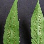 Asplenium salicifolium
