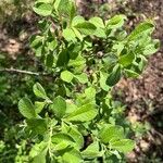 Salix aurita Feuille