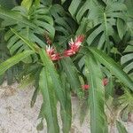 Heliconia angusta Hoja