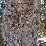 Quercus suber Bark