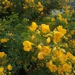 Senna bicapsularis Blüte