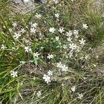 Petrorhagia saxifraga Hábito