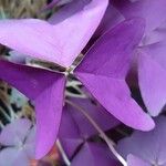 Oxalis triangularis برگ