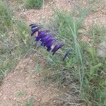 Gladiolus atroviolaceus Žiedas