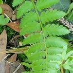 Dryopteris cristata Лист