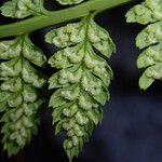 Athyrium schimperi List