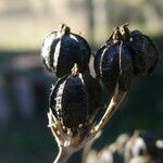 Smyrnium olusatrum Fruit