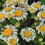 Leucanthemum maximum অভ্যাস