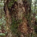 Erythroxylum laurifolium Bark