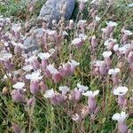 Silene uniflora Blomma