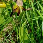 Cypripedium calceolus Kůra