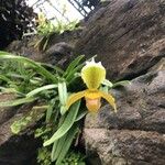 Paphiopedilum insigne Flower