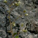 Sedum fragrans Vekstform