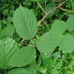 Rubus nigricans Fuelha