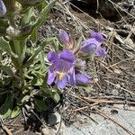 Penstemon jamesii Flor