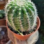 Echinocereus pectinatus Blatt