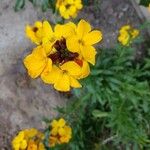 Arabis auriculata Květ