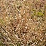 Molinia caerulea Blad